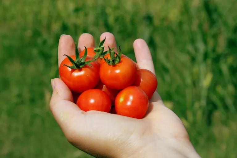 Kečup recept