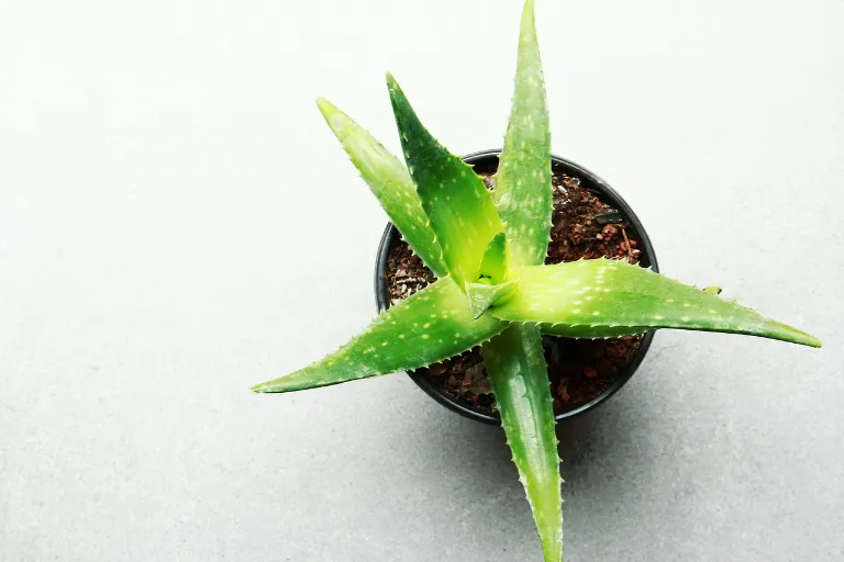 aloe vera účinky