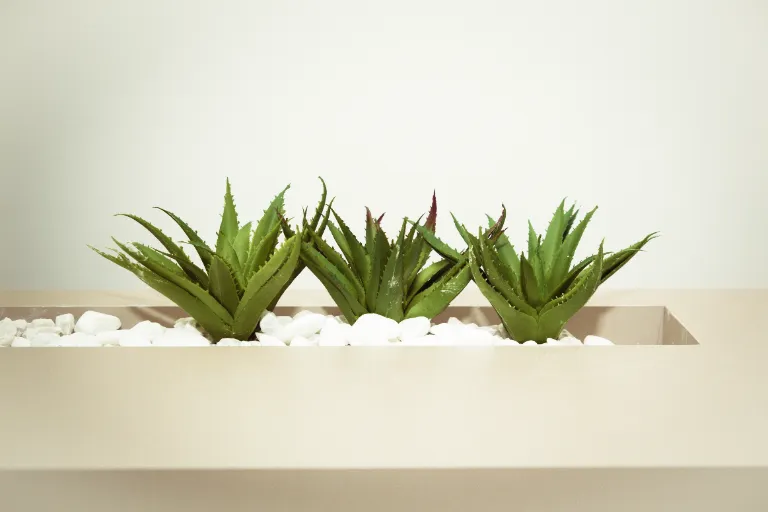 aloe vera účinky