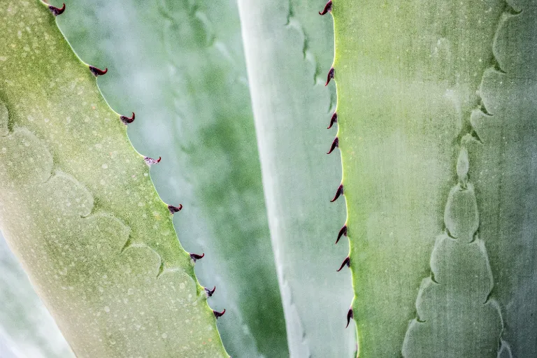 Ako spracovať aloe vera