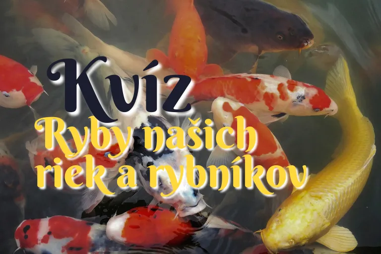kvíz ryby slovenských riek a rybníkov